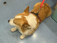 -佑安动物医院·全科·内窥镜中心(幸福巷店)