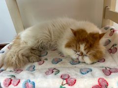 -有猫主题·治愈系猫咖(曾厝垵店)