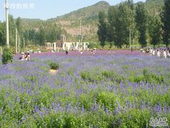 -紫海香堤香草艺术庄园
