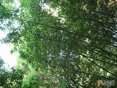 -紫竹院公园冰场