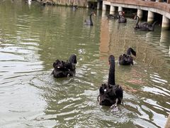 -溱湖国家湿地公园