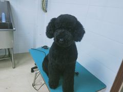 -创凡宠物医院·骨专科  猫科中心(西乡分院)