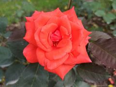 -共青国家森林公园-南大门停车场