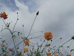 -杭州湾海上花田景区