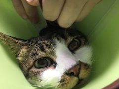-瑞派先诺宠物医院•猫专科•普外科•中兽医(佛山院)