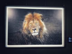 -罗红摄影艺术馆