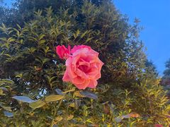 -土灶人家柴火鸡(都江堰店)