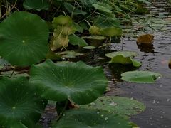 -白洋淀景区