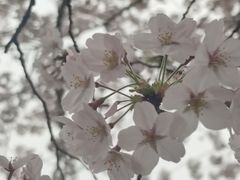 -高东镇樱花园