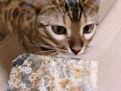 -月亮饼香烟店(翠竹新村店)