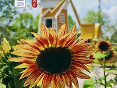 -百万葵园
