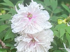 -洛阳市隋唐城遗址植物园