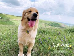 -乌兰布统草原