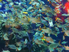 -成都浩海立方海洋公园