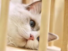-Umiao与猫咖啡 猫咖