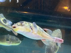-肆月河豚·淮扬菜·湘菜(华天店)