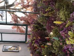 -喵屿·大理花园猫咖