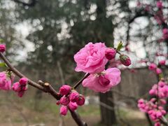 -香山公园