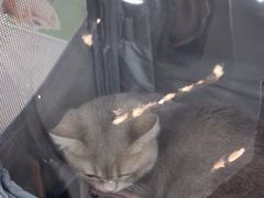 -四月宠物医院·猫专科·心脏专科·内科(转塘店)