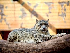 -青藏高原野生动物园