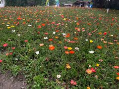 -铁山坪森林公园