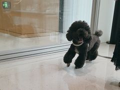 -帕帕拉兹宠物(亚洲旗舰店)