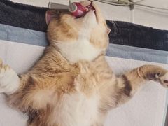 -艾贝尔宠物医院·24H转诊中心·肿瘤猫专科(江宁双龙店)