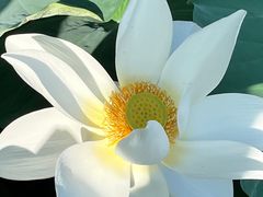 -莲池书院博物馆