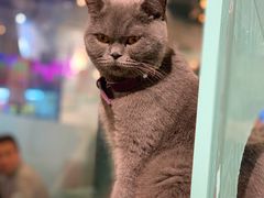 -猫小院猫主题餐厅(三里屯店)