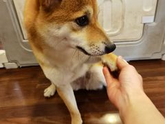 -柯斗斗主题餐厅·狗咖·围炉煮茶·茶饮(国瑞升平里店)