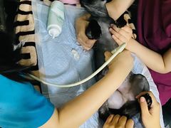 -宠颐生斯嘉宠物医院·急重症·心内科(谷阳北路分院)