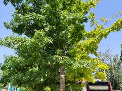 -北京西山国家森林公园