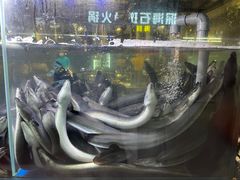 -本炙炭烤·蒲烧活鳗料理店(金沙洲店)