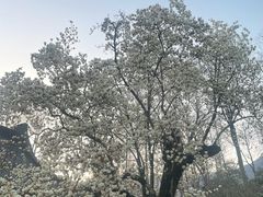 -十里琅珰