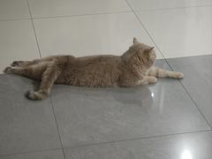 -欣宠猫屋·矮脚拿破仑·蓝金金渐层