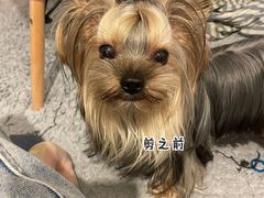 -爱宠屋pet shop·宠物洗澡·宠物美容