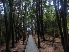 -火炉山森林公园