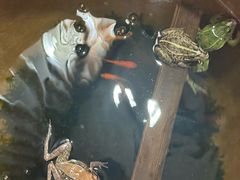 -飞虹鱼馆(春华路店)