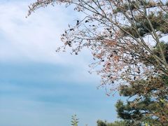 -沂蒙山旅游区云蒙景区(蒙山国家森林公园)