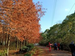 -上海海湾国家森林公园