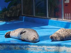 -海合安成都极地海洋公园
