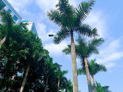 -香蜜公园