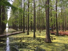 -渌洋湖湿地公园