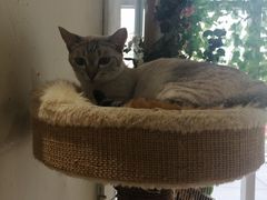 -藏猫猫咖啡主题馆(中央大道店)