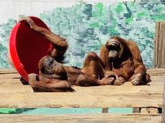 -西霞口神雕山野生动物世界