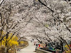 -樱花山风景区