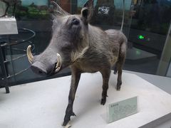 -国家自然博物馆