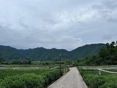 -龙坞茶村