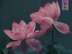 -豪客来牛排(中核世纪广场店)