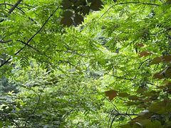 -西安祥峪森林公园